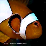 Clownfish Photo